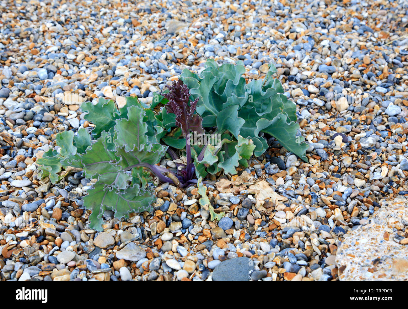 Meer-kale, Crambe maritima, wächst an den Schindel Ridge auf dem North Norfolk Küste bei Salthouse, Norfolk, England, Vereinigtes Königreich, Europa. Stockfoto