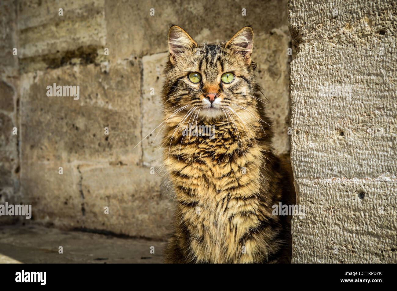 Schildpatt Katze starrte. Stockfoto