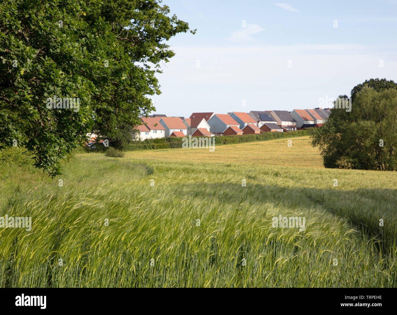 Neue Häuser, Häuser auf landwirtschaftlichen Standorten auf der grünen Wiese gebaut, Ackerland, Greenbelt, Stadtentwicklung in Burgess Hill West Sussex Stockfoto