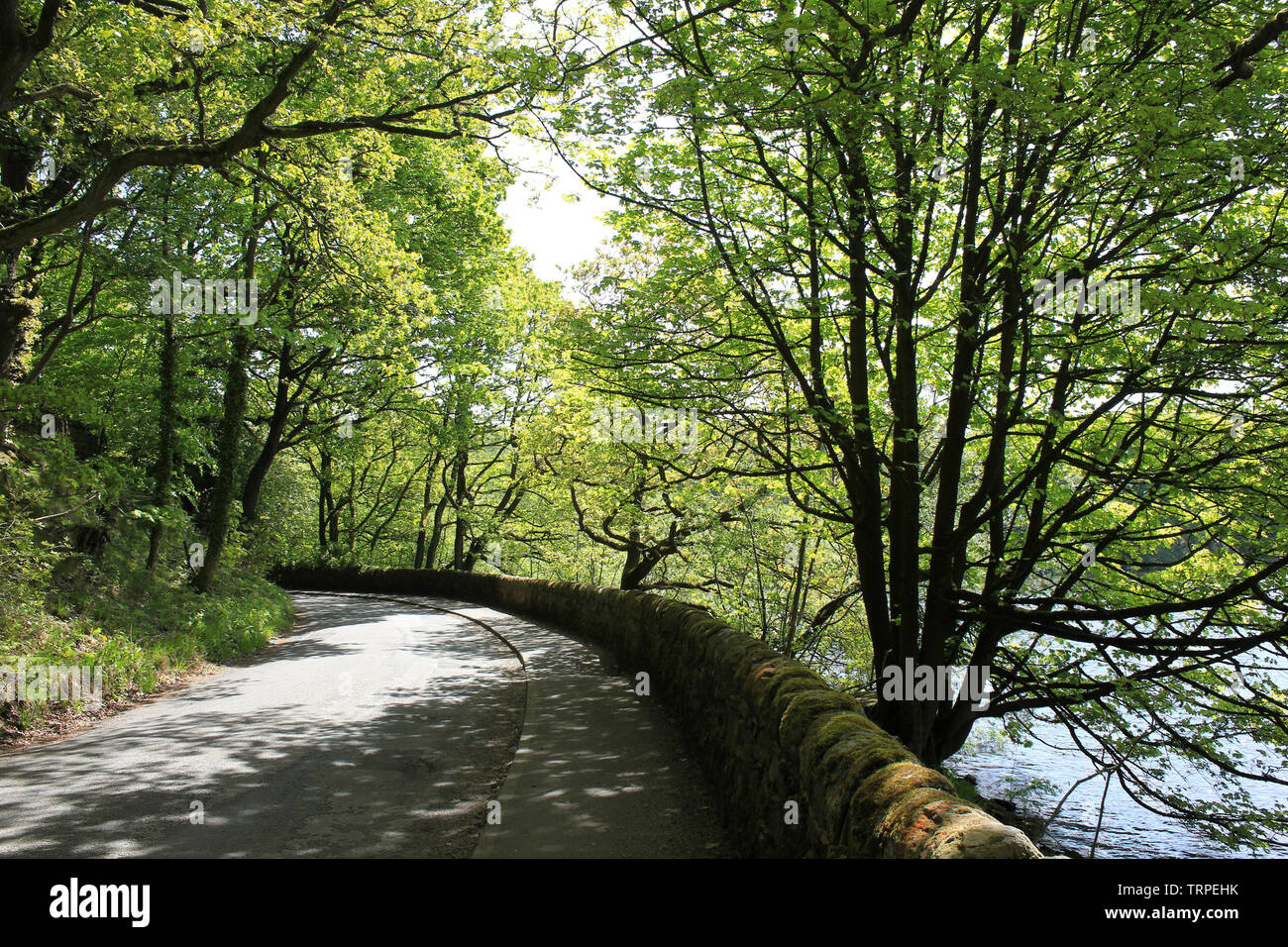 Von Bäumen gesäumten Straße neben Anglezarke Reservoir, Lancashire, Großbritannien Stockfoto