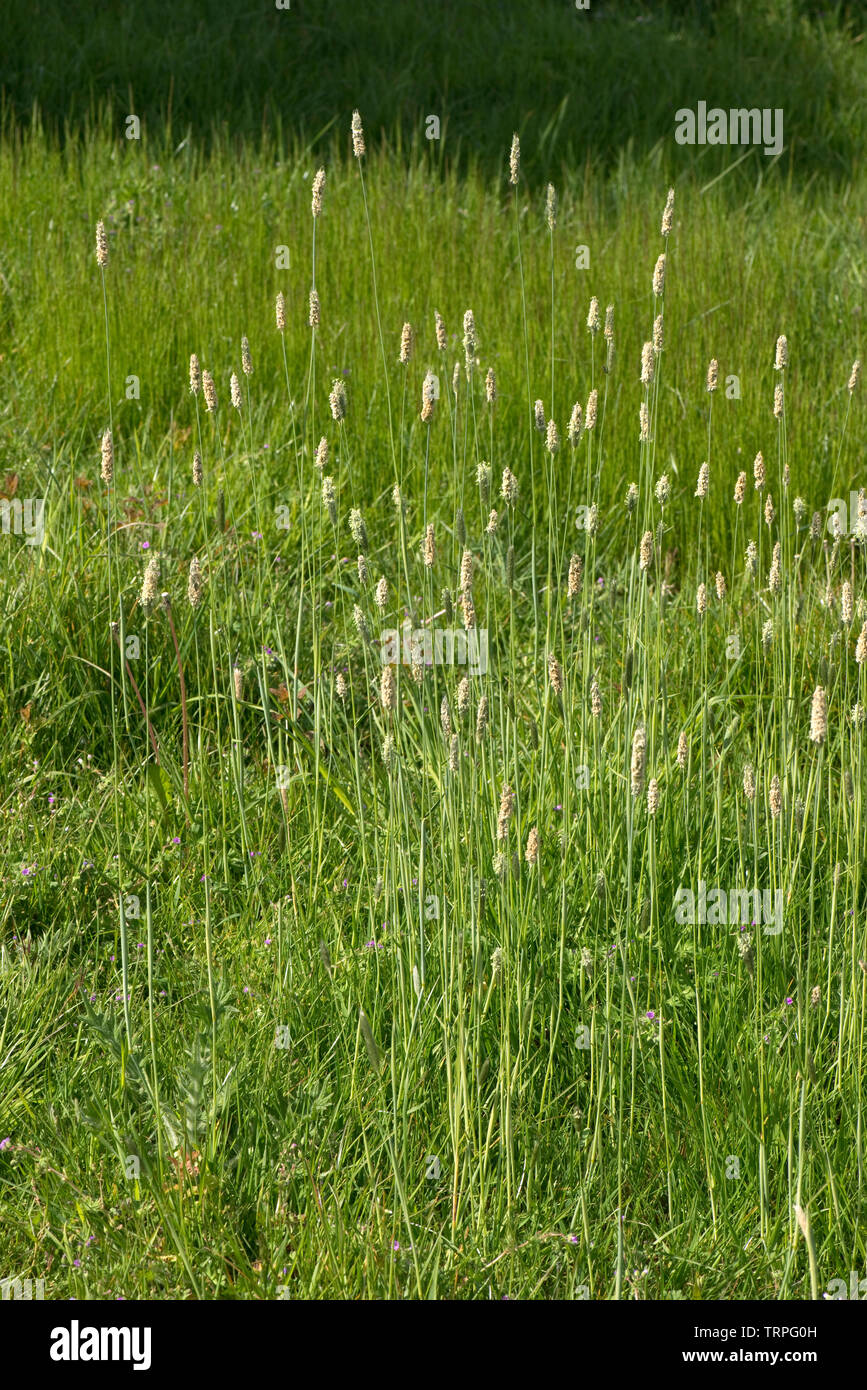 Blühende Spikes von Meadow foxtail, Alopecurus pratensis, in einer Gruppe im Grünland, Berkshire, Mai Stockfoto