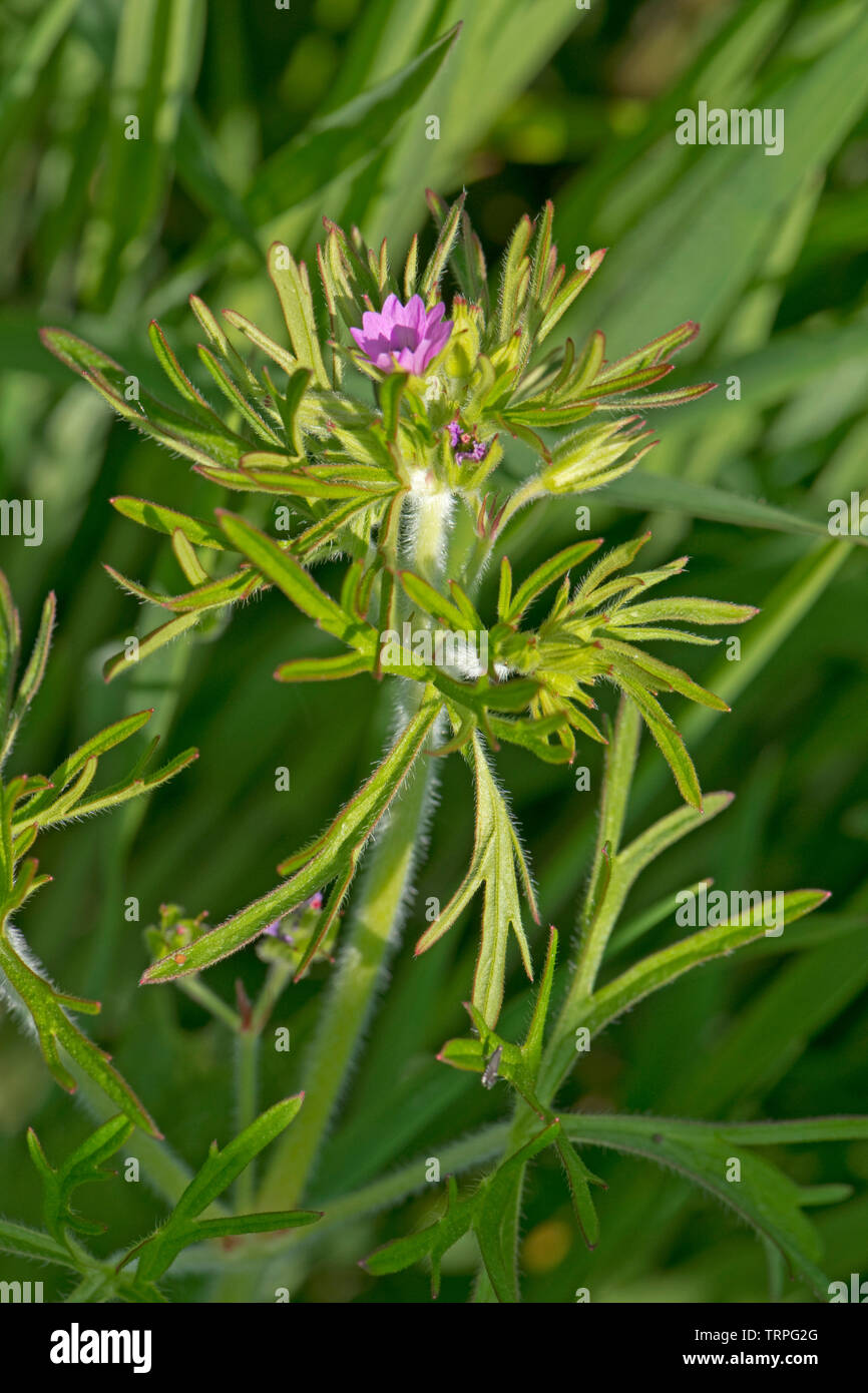 Cut-leaved Geranie, Geranium dissectum, kleinen rosa Blüten und tief seziert Blätter der jährlichen Unkraut, Berkshire, Mai Stockfoto