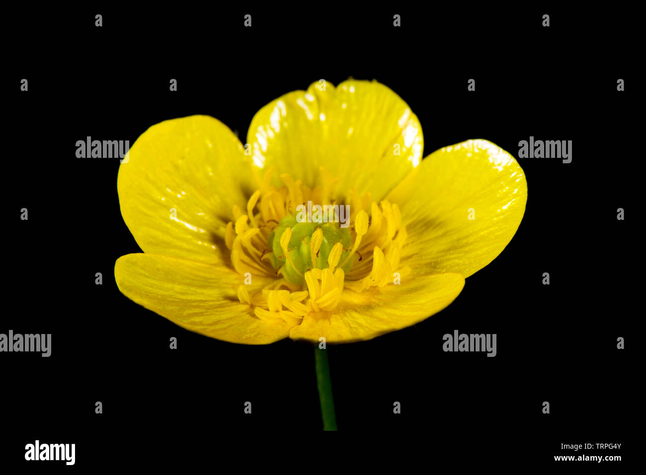 Blume von einem gelben Wiese Hahnenfuß, Ranunculus acris, zeigt seine Struktur vor einem schwarzen Hintergrund Stockfoto