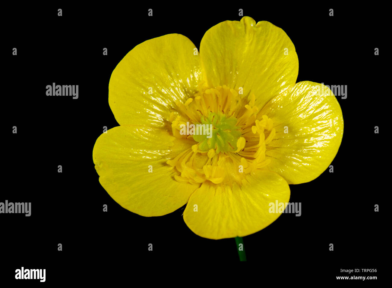 Blume von einem gelben Wiese Hahnenfuß, Ranunculus acris, zeigt seine Struktur vor einem schwarzen Hintergrund Stockfoto