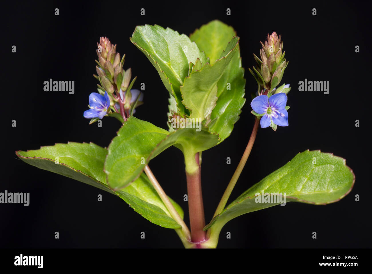 Fleischig saftige Blätter und die blaue Blume der Rn Wasserpflanzen brooklime, Veronica beccabunga, Berkshire, Mai Stockfoto