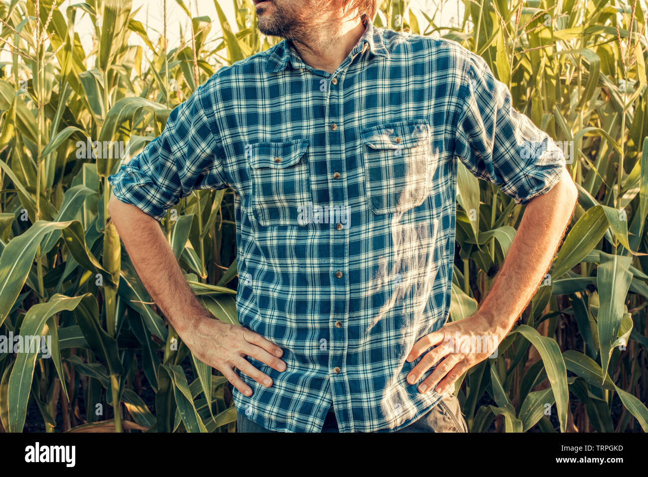 Bauer ist bereit, mit den Händen auf den Hüften in kultivierten Cornfield Stockfoto