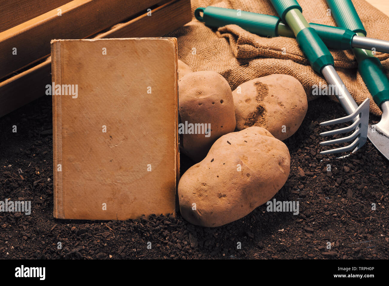 Altes Buch auf wachsende organische Kartoffel, Mock up Abdeckung als Kopie Raum Stockfoto