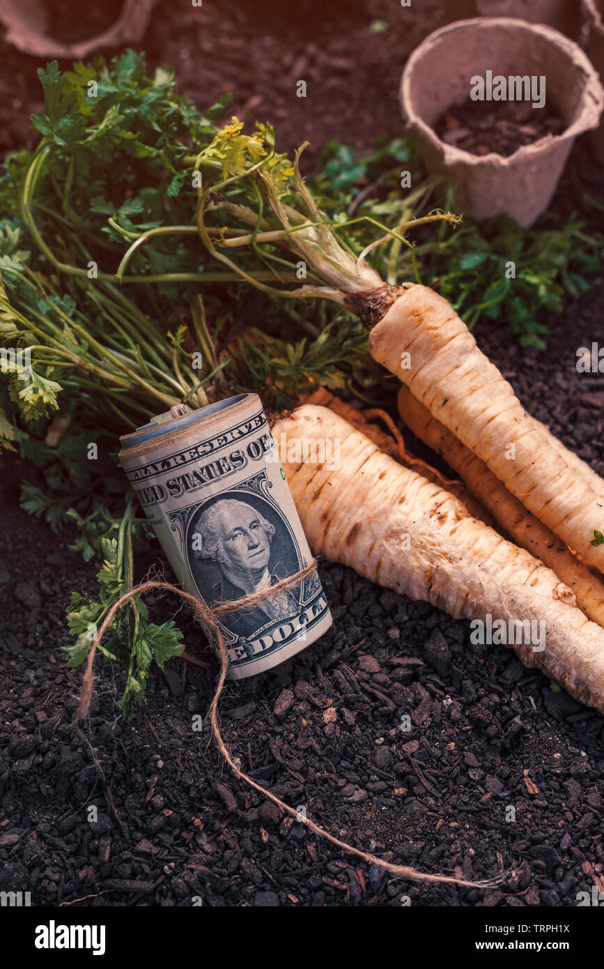 Gewinne aus Bio Petersilie Landwirtschaft, geerntet verwurzelt Petersilie mit der Rolle von US-Dollar Banknoten auf Garten Boden Boden Stockfoto