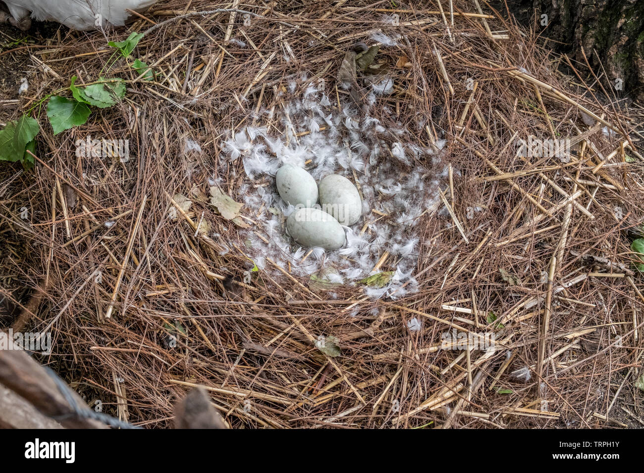 Drei Schwäne Eier im Nest. Stockfoto