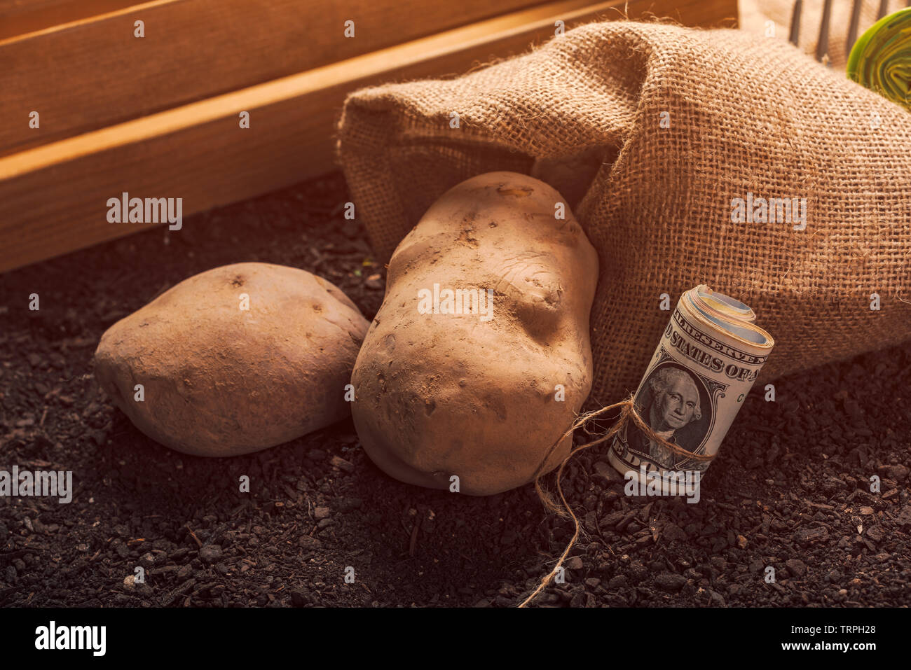 Gewinne aus biologischem Anbau der Kartoffel, Rolle von US-Dollar Banknoten auf gartenboden mit Kartoffel knolle im Hintergrund Stockfoto