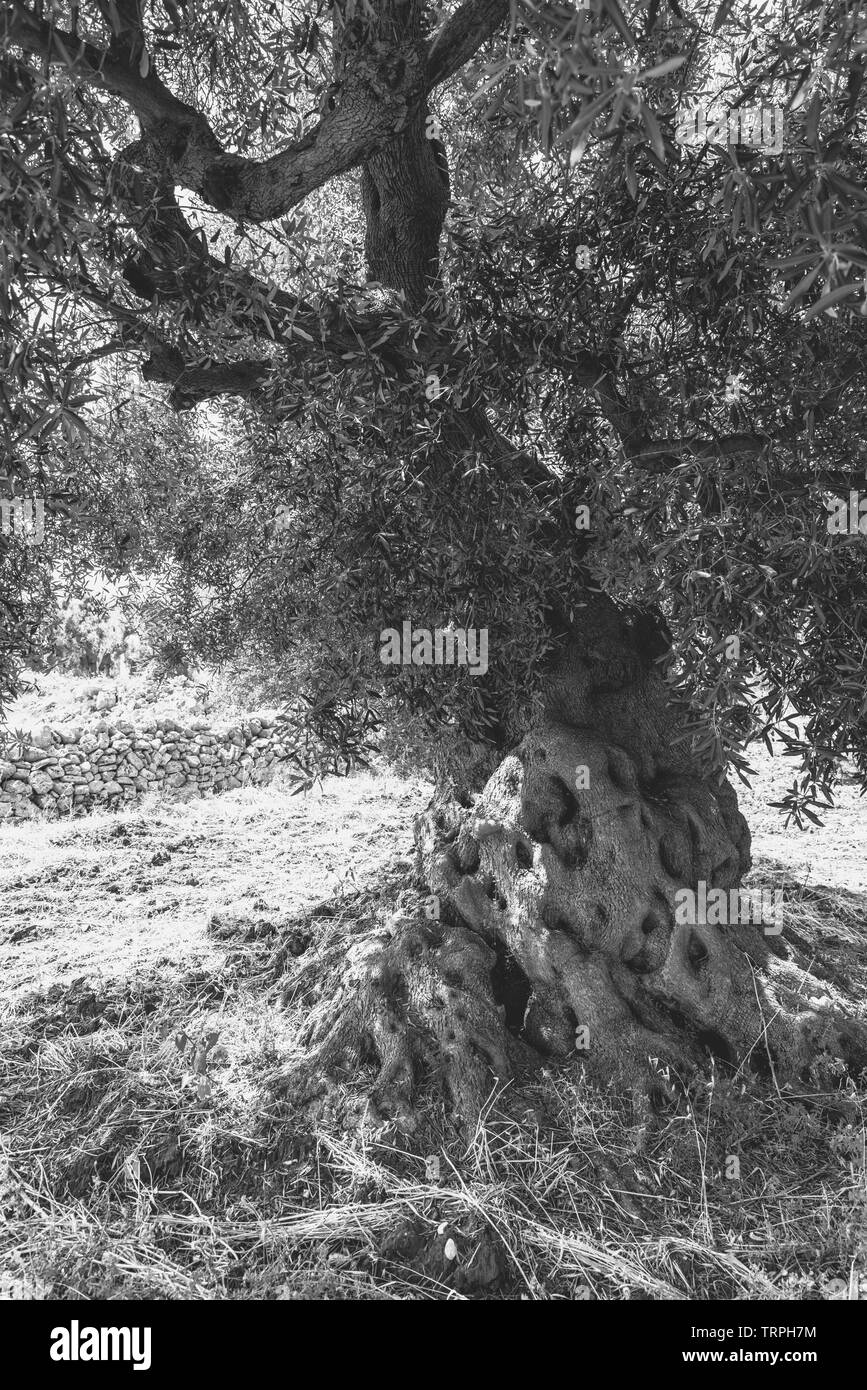 Kräftige und jahrhundertealten Olivenbäumen Stockfoto