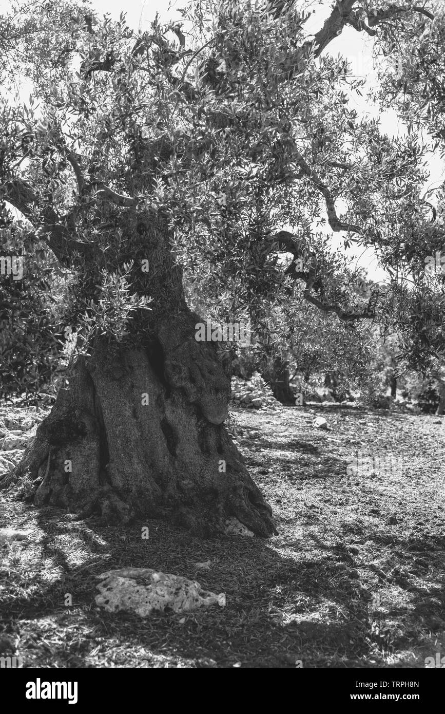 Kräftige und jahrhundertealten Olivenbäumen Stockfoto