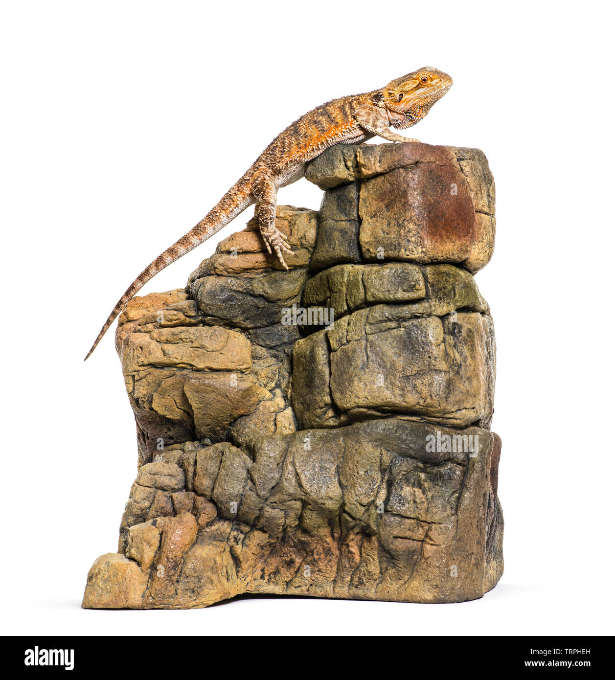 Bartagame, Pogona Vitticeps, auf Felsen vor weißem Hintergrund Stockfoto