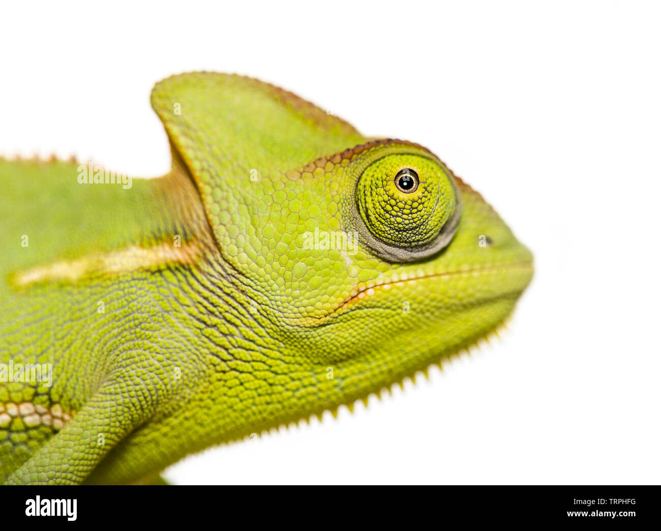 Grüne Chamäleon, Chamaeleo Chamäleon, vor weißem Hintergrund Stockfoto