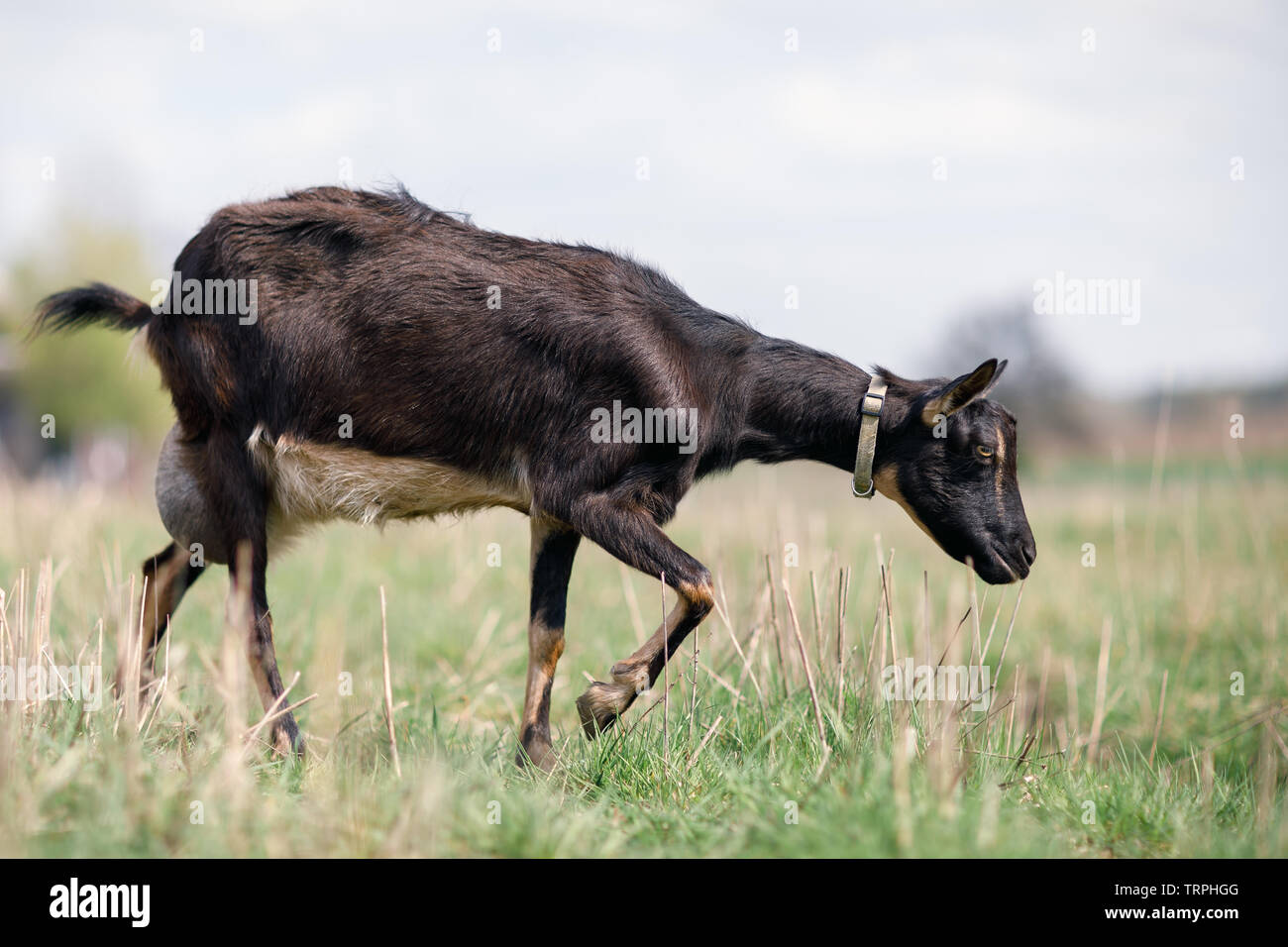 Schwarze Ziege mit großen Euter weiden auf der Wiese und fressen Gras Stockfoto
