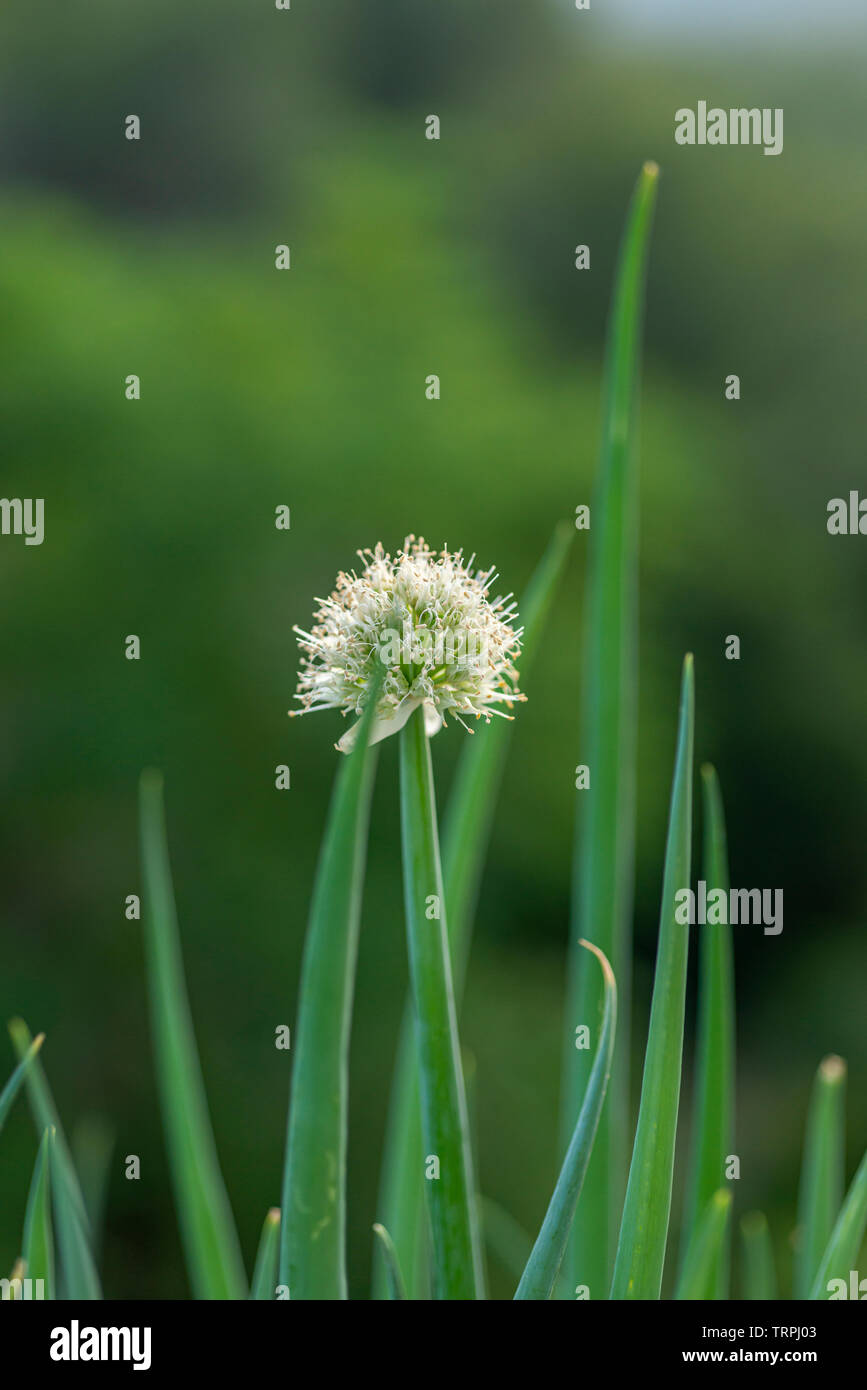 Weiß Löwenzahn Blume Nahaufnahme Stockfoto