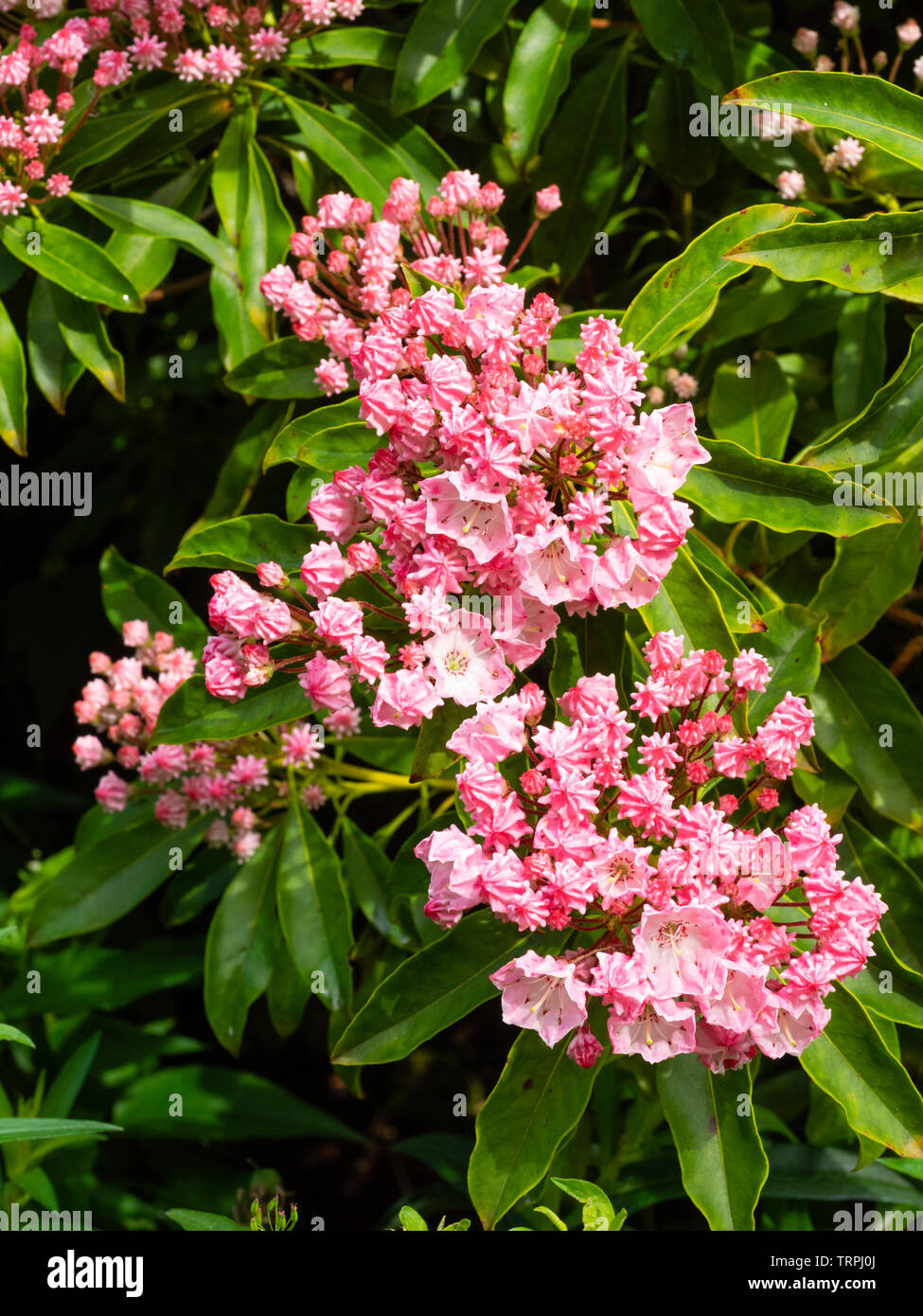 Plissee Knospen und Blüten der Hardy Evergreen Mountain Laurel, Kalmia latifolia Stockfoto