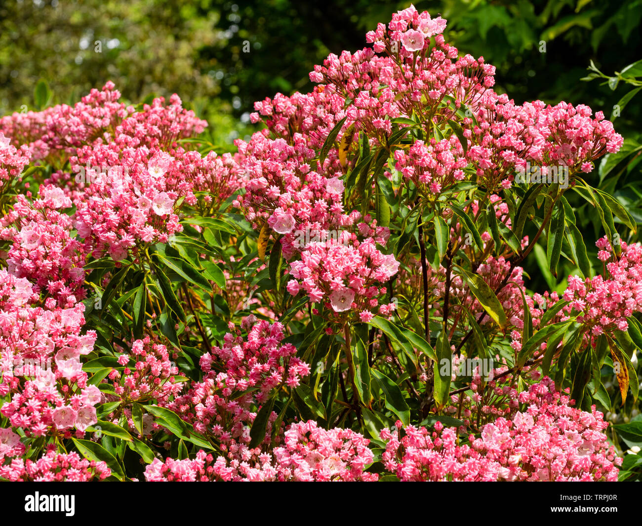 Plissee Knospen und Blüten der Hardy Evergreen Mountain Laurel, Kalmia latifolia Stockfoto