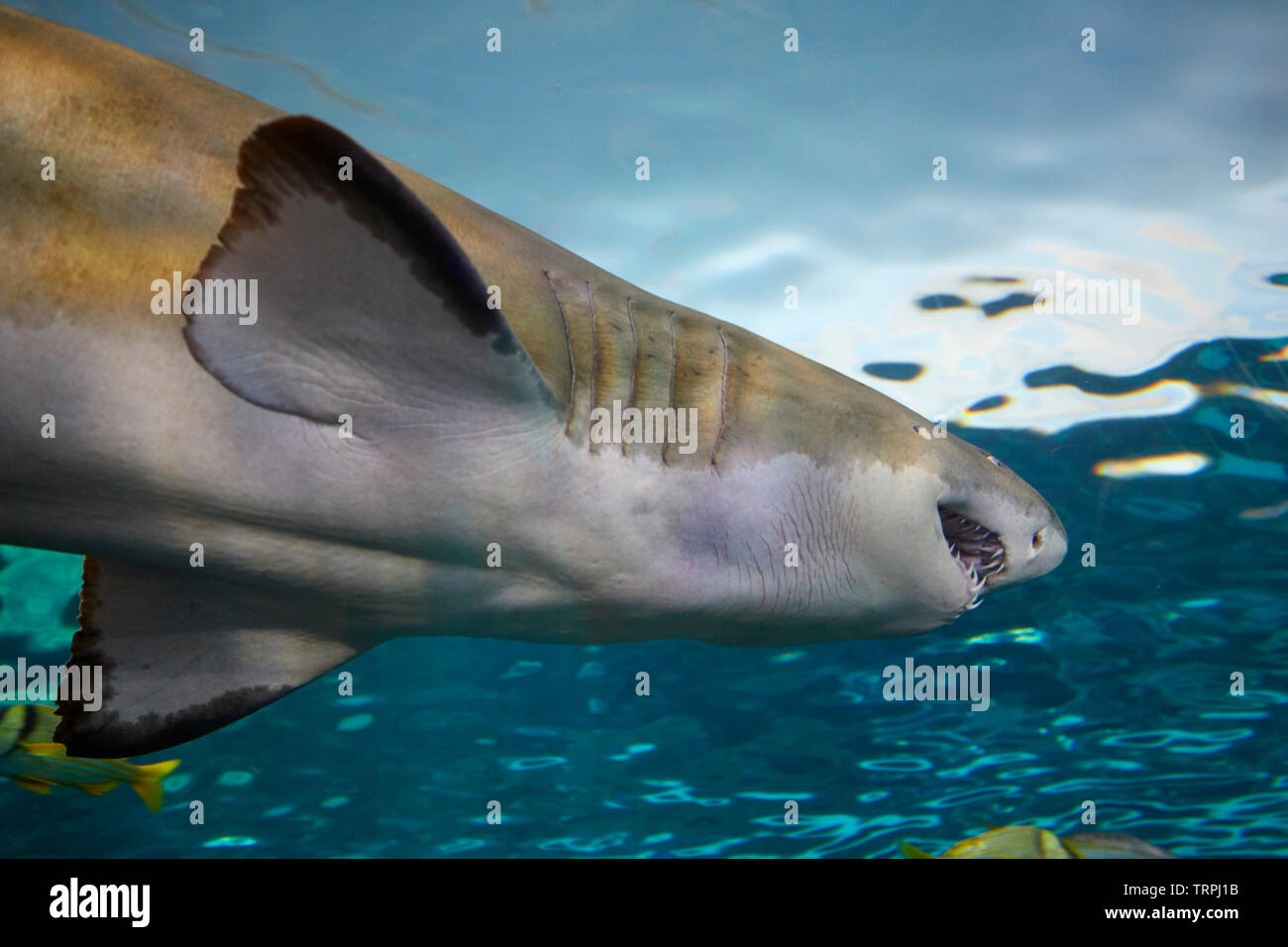 Haie in Ripley's Aquarium, Toronto, Kanada Stockfoto