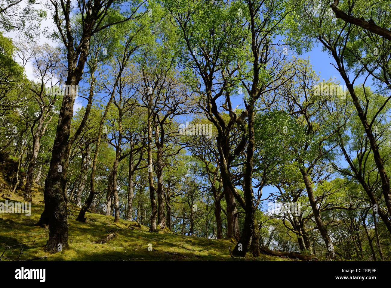 Alte Eiche und Erle woodland Gwenffrwd-Dinas RSPB Reservat Elenydd besonderes Schutzgebiet Ystradffin Llandovery Carmarthenshire Wales Cymru GROSSBRITANNIEN Stockfoto