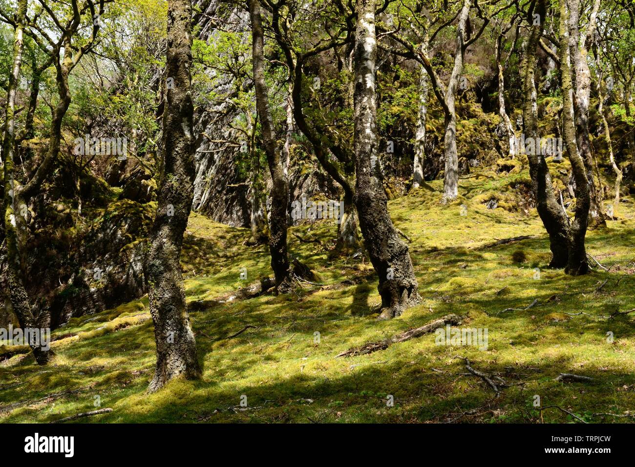 Alte Eiche und Erle woodland Gwenffrwd-Dinas RSPB Reservat Elenydd besonderes Schutzgebiet Ystradffin Llandovery Carmarthenshire Wales Cymru GROSSBRITANNIEN Stockfoto