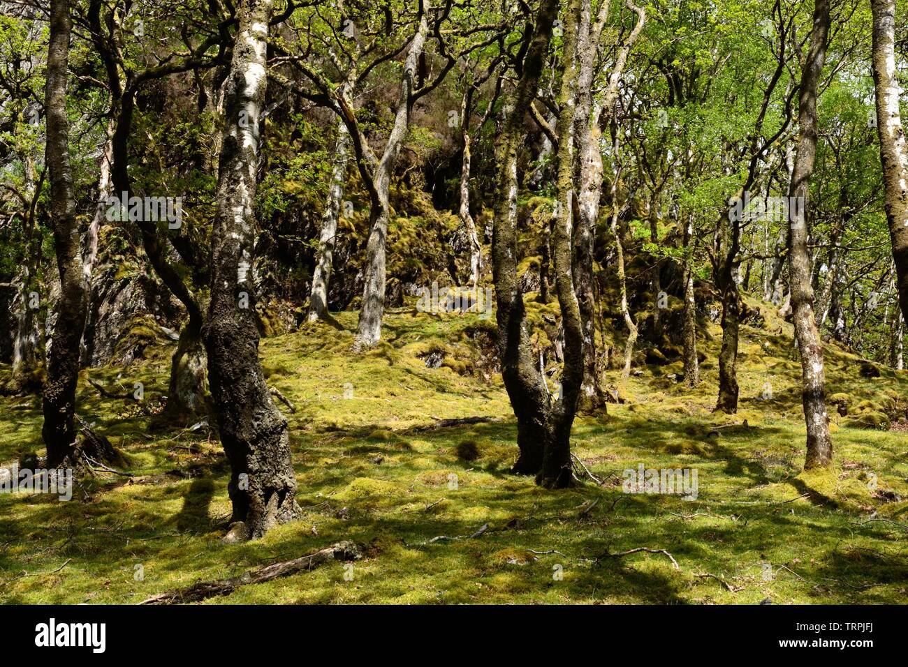 Alte Eiche und Erle woodland Gwenffrwd-Dinas RSPB Reservat Elenydd besonderes Schutzgebiet Ystradffin Llandovery Carmarthenshire Wales Cymru GROSSBRITANNIEN Stockfoto