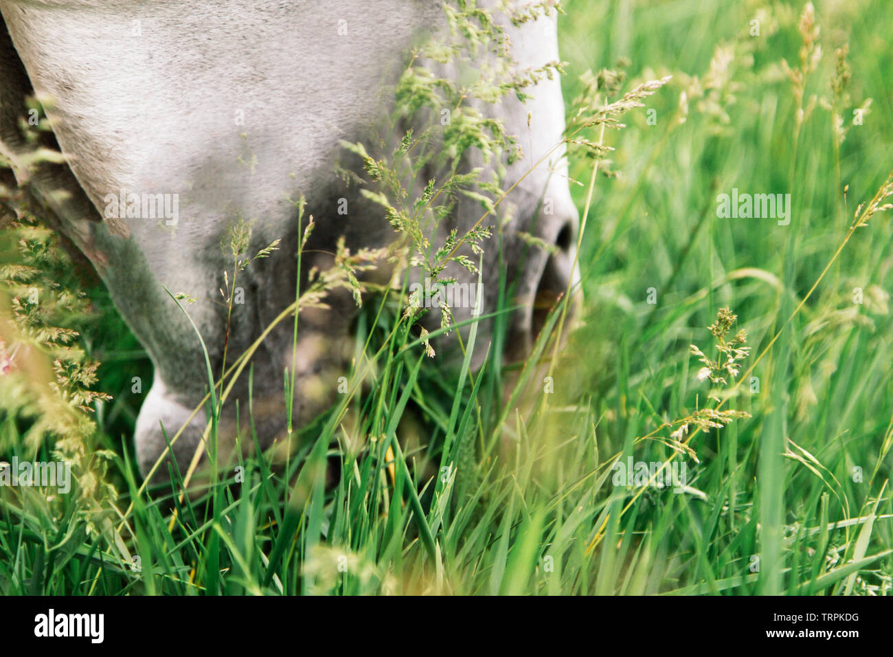 Pferd Isst Gras Fotos Und Bildmaterial In Hoher Aufl sung Alamy pferd-isst-gras-fotos-und-bildmaterial-in-hoher-aufl-sung-alamy