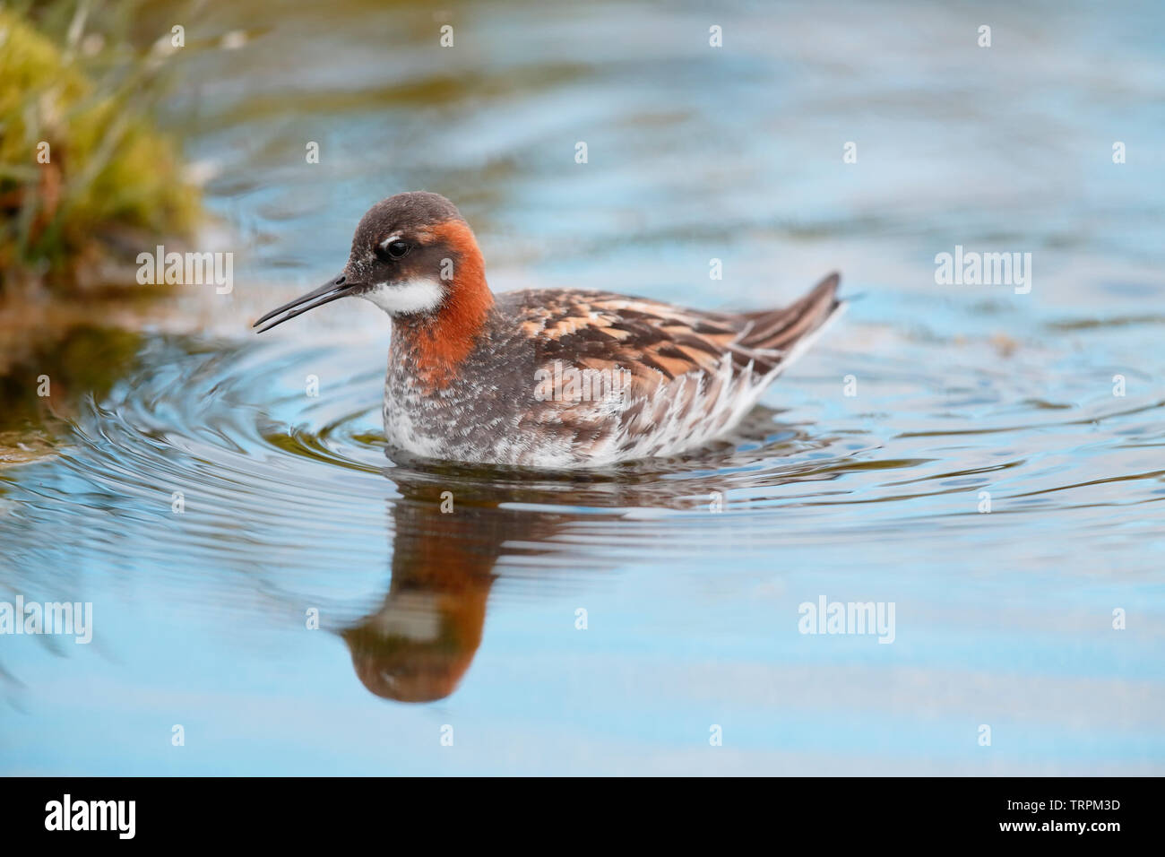 Odinshühnchen - Island Stockfoto