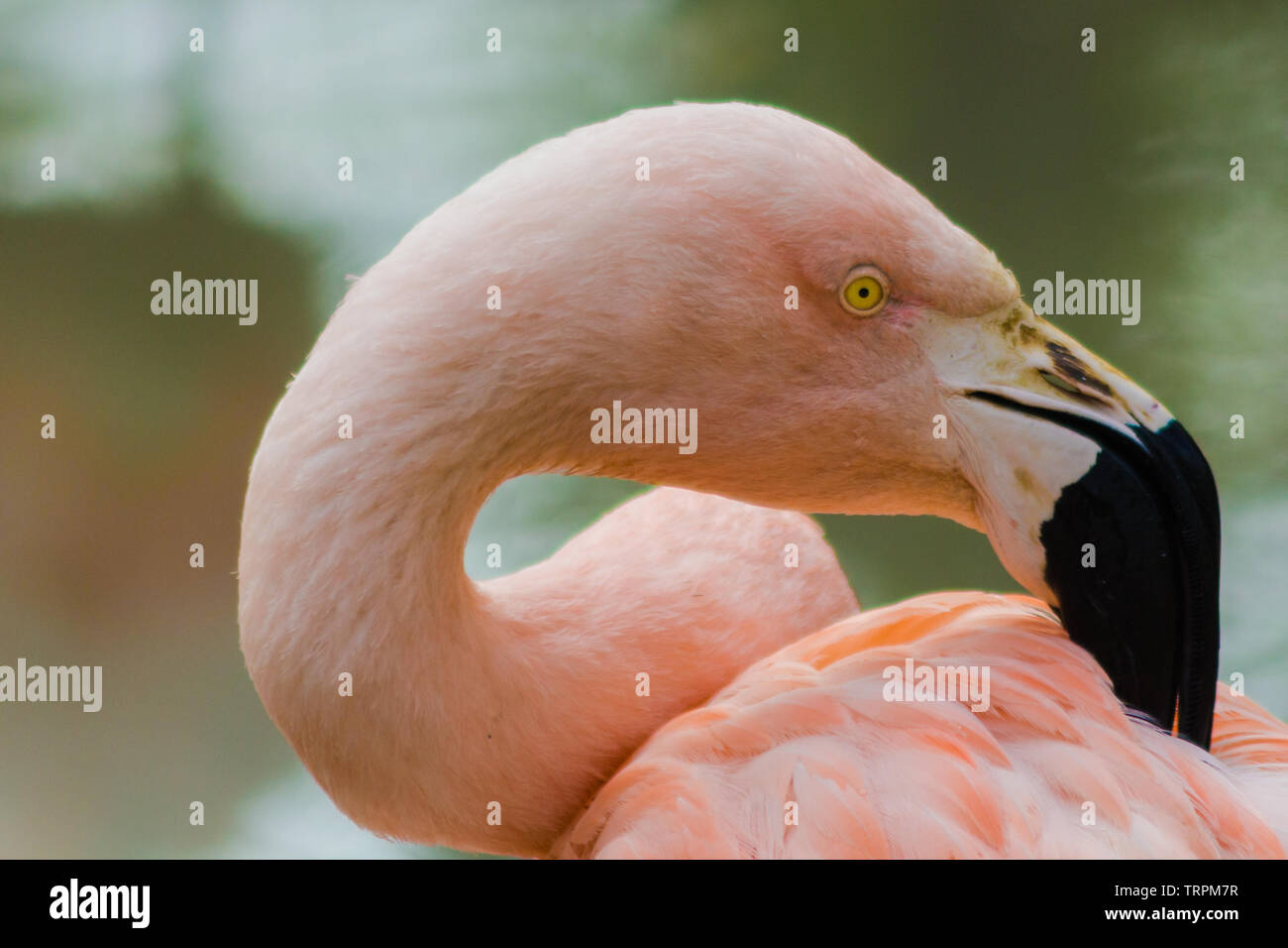 Rosa chilenischer Flamingo mit einer typischen schwarzen und weißen Schnabel die Pflege der Federn Stockfoto