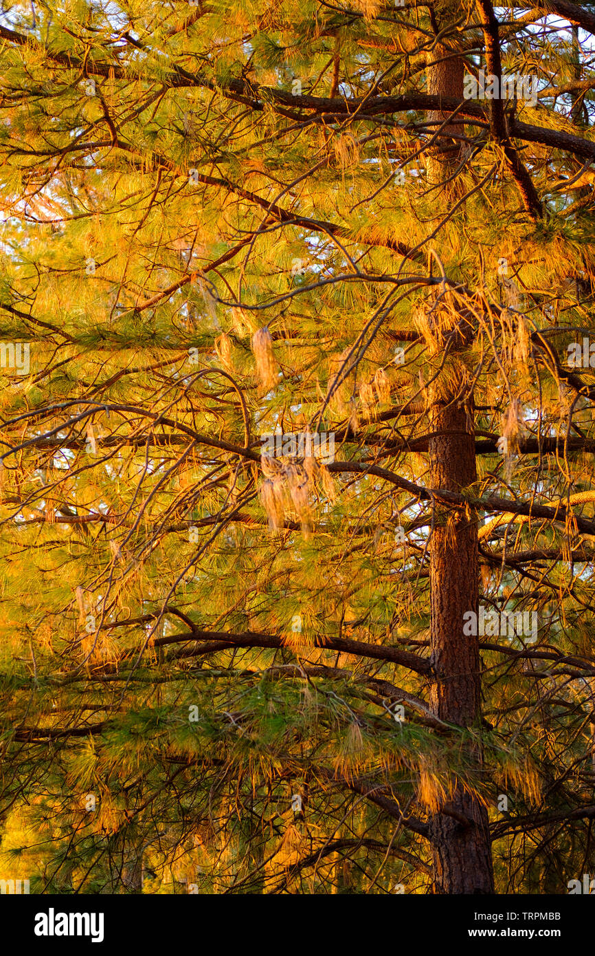 Detail der belaubten Bäume von Golden Sunset Licht beleuchtet. Stockfoto