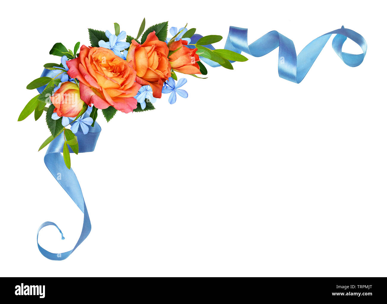 Orange Rosen Und Blauen Blumen Mit Eukalyptus Blatter In Einer Ecke Blumenschmuck Mit Seidenband Auf Weissem Hintergrund Flach Oben Stockfotografie Alamy