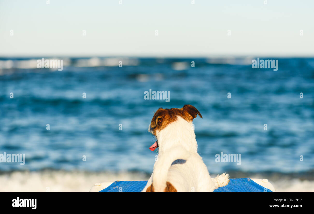 Ferienhäuser, Haustier, Strand Konzept - Hund Haustier freundlich Strand Sonnenbaden auf Liegestuhl und Blick auf Meer Wellen Stockfoto