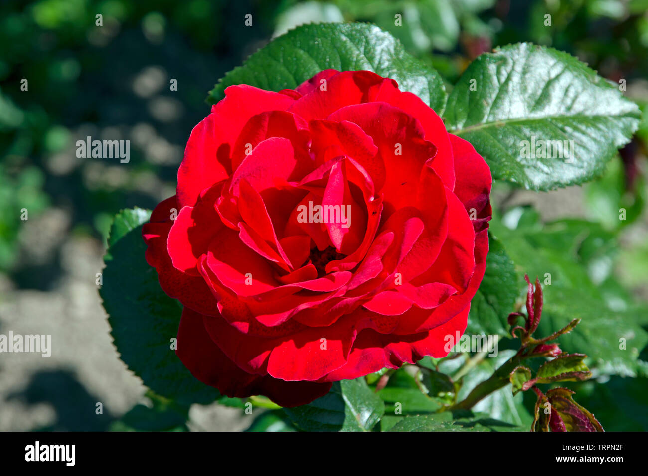 Rose Chorus Stockfoto