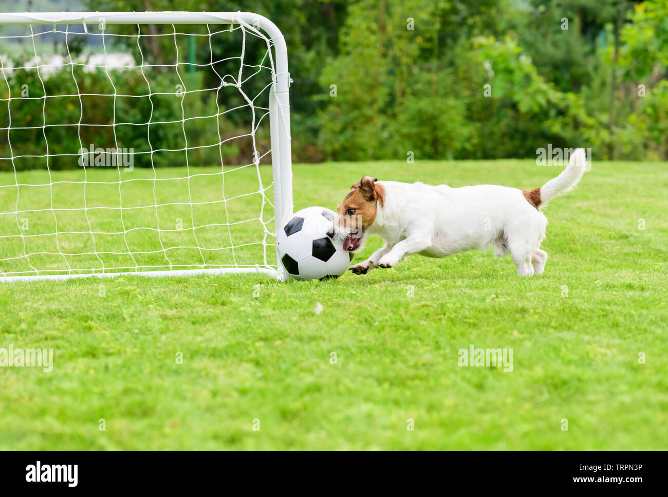 Vorwärts zählende header Ziel in Leer Fußball (Fußball) mini Ziel Stockfoto
