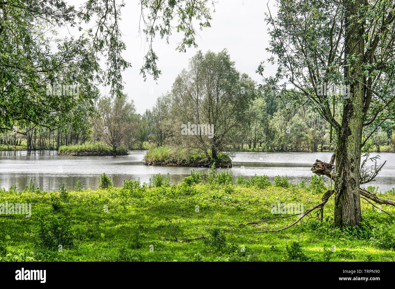 Friedliche Szene mit zwei kleinen Inseln im See von Sträuchern, Büschen und Bäumen, in Munnikenland Naturschutzgebiet umgeben, Die Niederlande Stockfoto