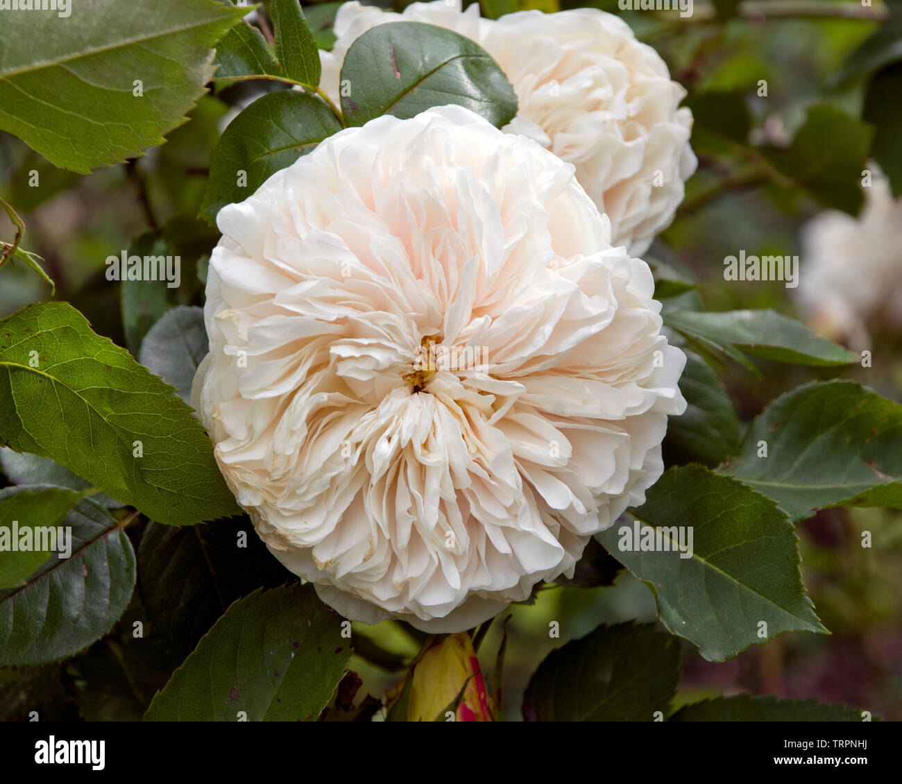 Rose Sombreuil Stockfoto