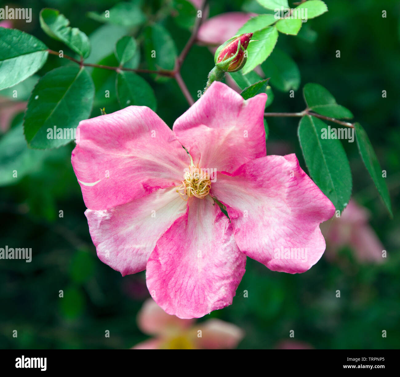 Rosa Chinensis "Stockschwämmchen" Stockfoto