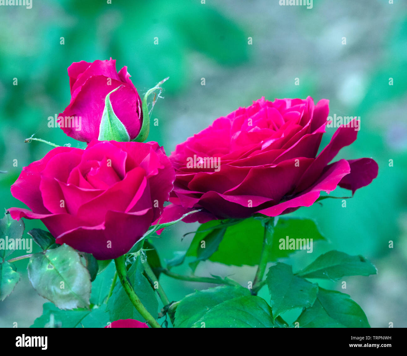 Rosa Souvenir d'Edouard Maubert Stockfoto