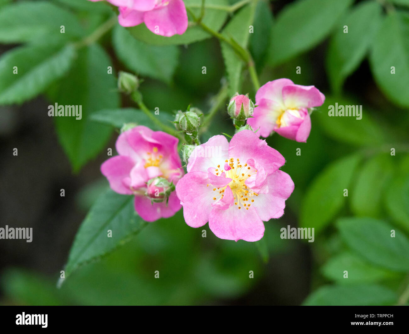 Rose' Euphrosyne' Stockfoto