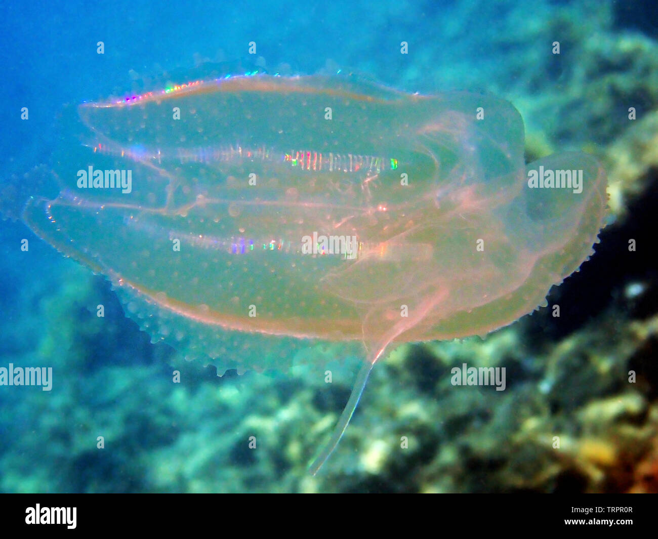 Meer Nussbaum kamm Mnemiopsis leidyi Quallen Stockfoto