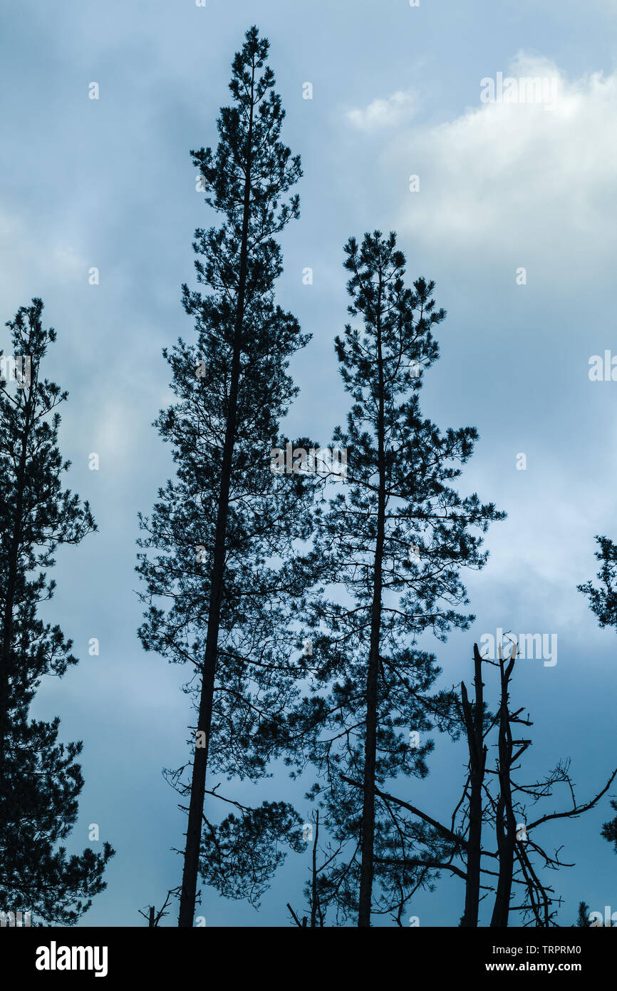Silhouetten von hohen Pinien über Dunkelblauen Himmel Hintergrund Stockfoto