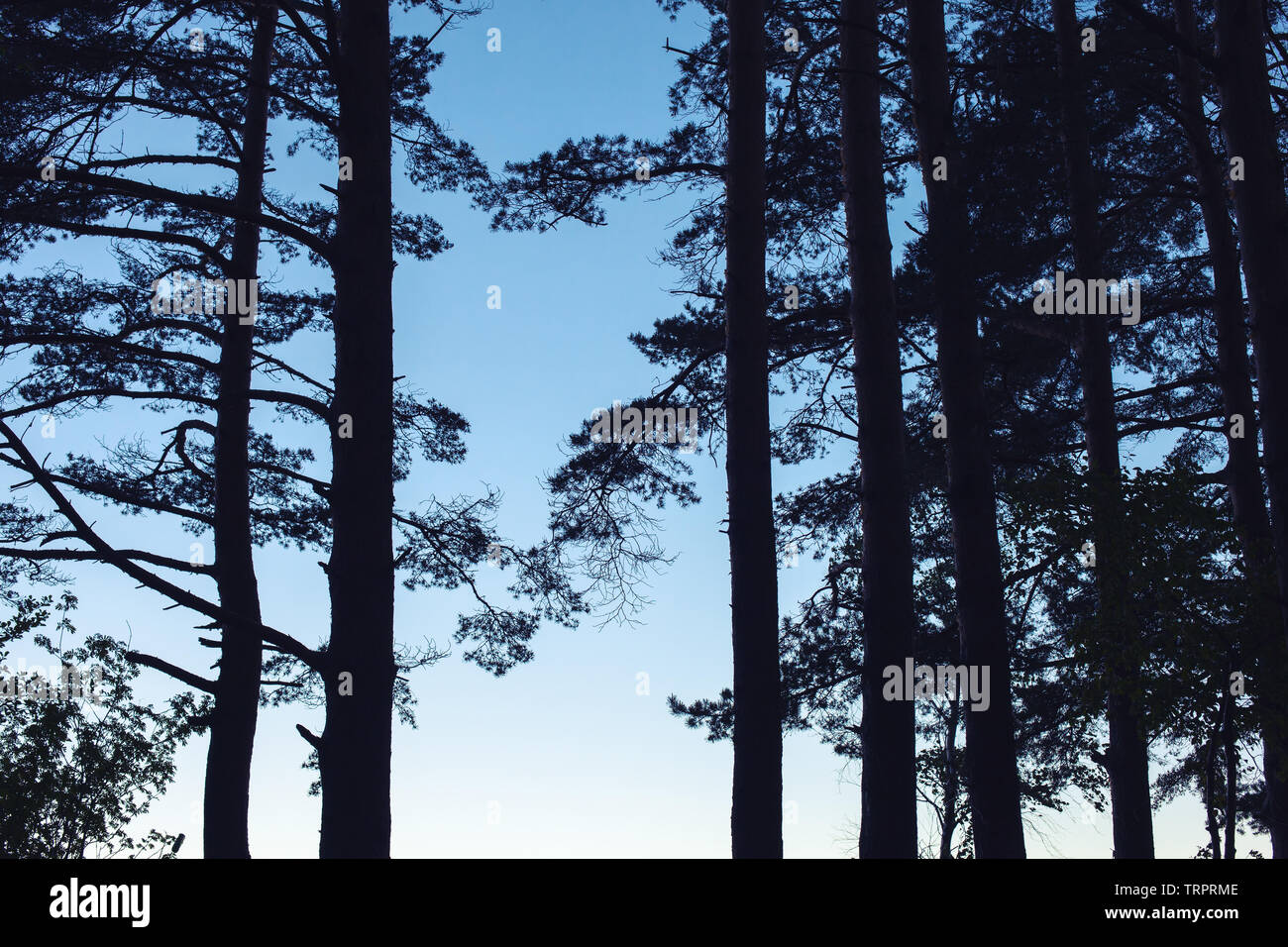 Silhouette von Pinienwald über blaue Nacht Himmel Hintergrund Stockfoto