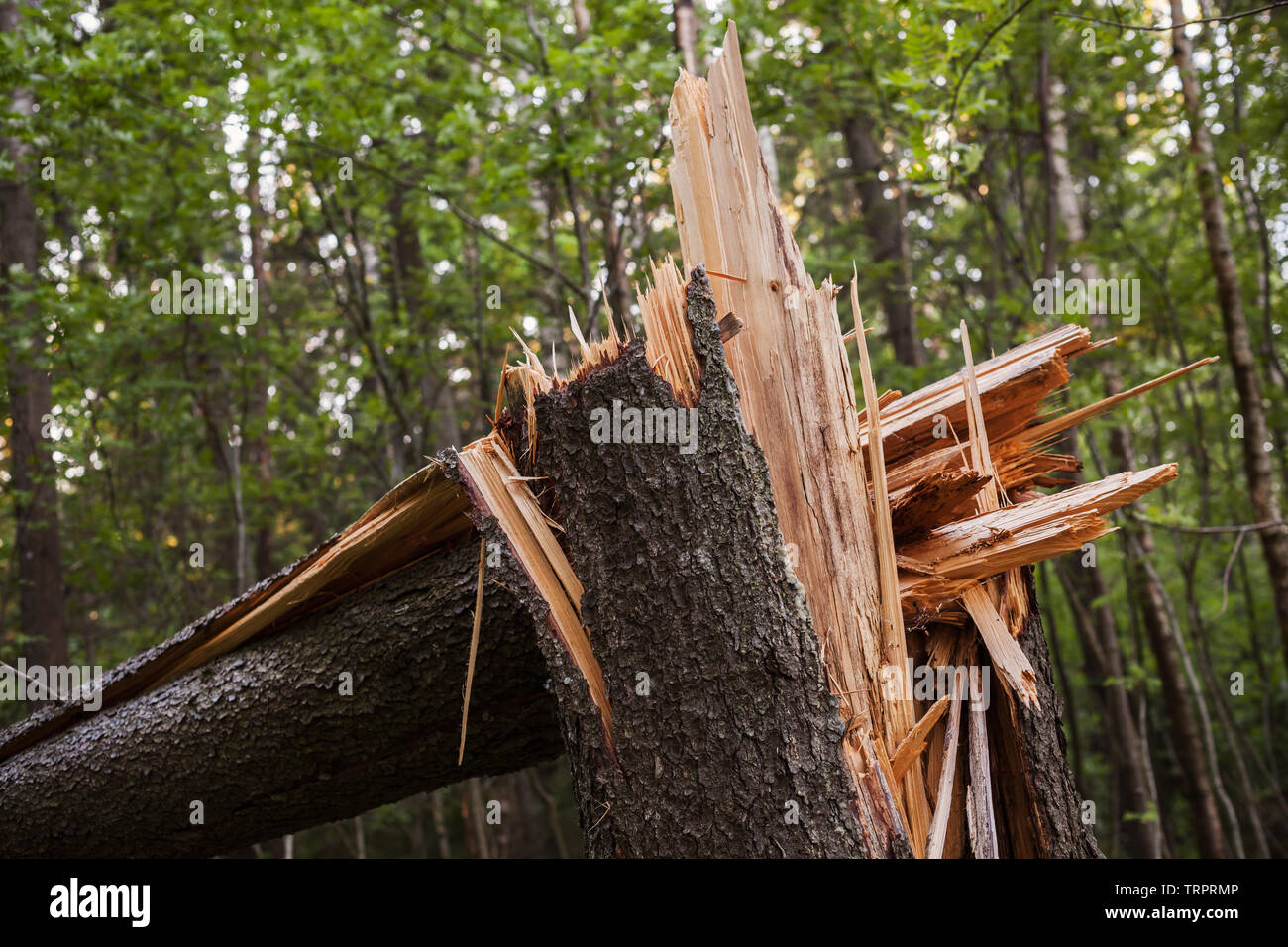 Gebrochene Baumstamm in einem Fichtenwald Stockfoto
