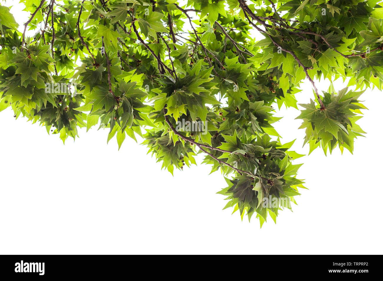Grüne Blätter eines Londoner Platane auf weißem Hintergrund Stockfoto
