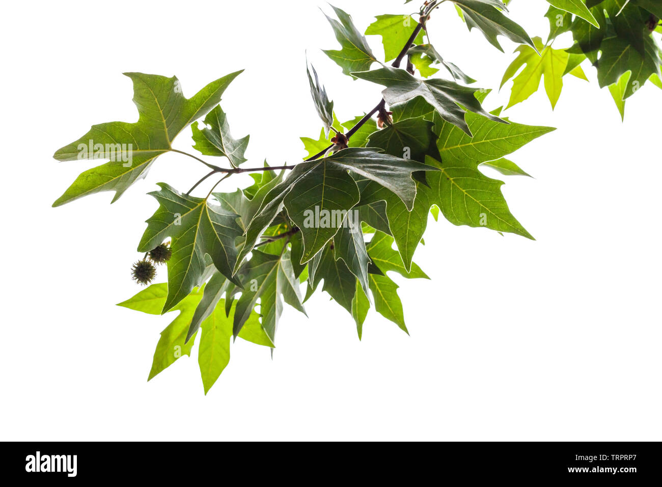 Grüne Blätter und Früchte auf einem Zweig eines Londoner Platane auf weißem Hintergrund Stockfoto