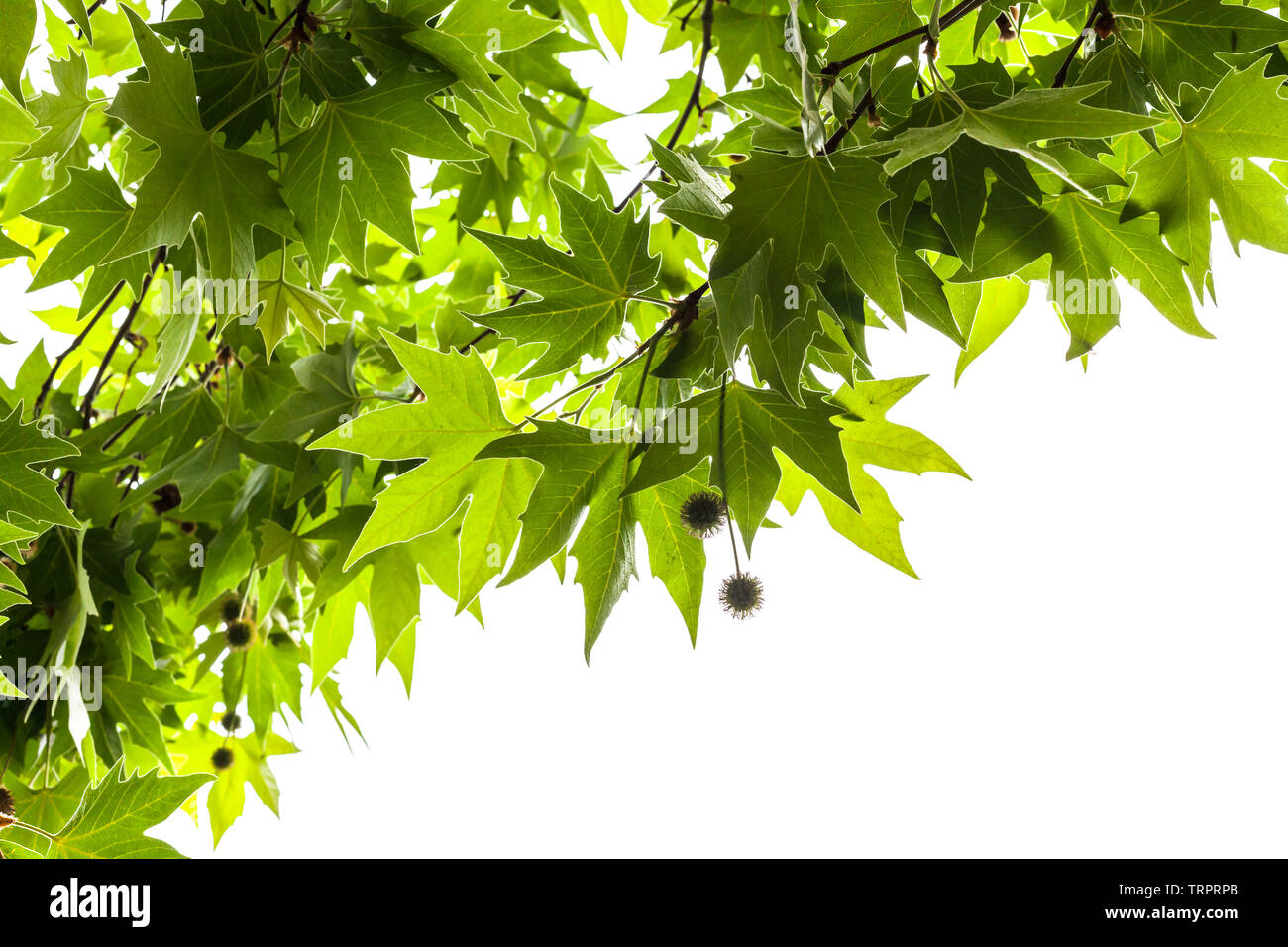 Grüne Blätter und Früchte des London plane Tree auf weißem Hintergrund Stockfoto