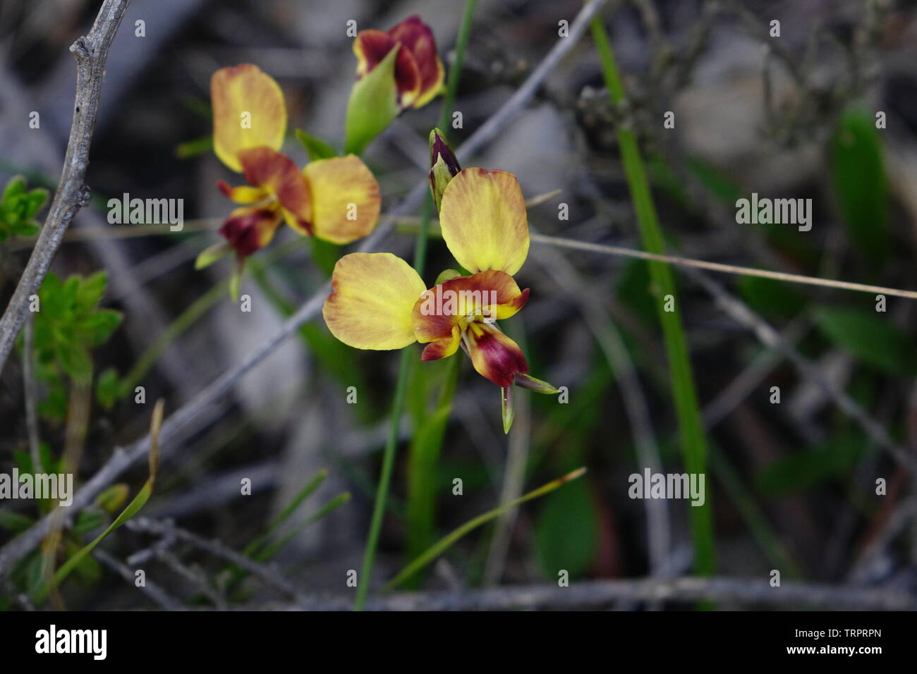 Diuris, gemeinhin als Esel Orchideen, Biene Orchideen, Ziege Orchideen oder stiefmütterchen Orchideen bekannt. Stockfoto