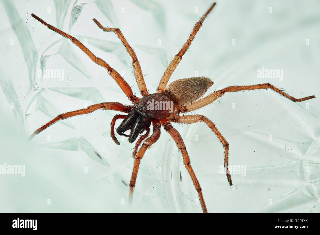 Spinne gefunden in meinem Hause, 20 mm lang Stockfoto