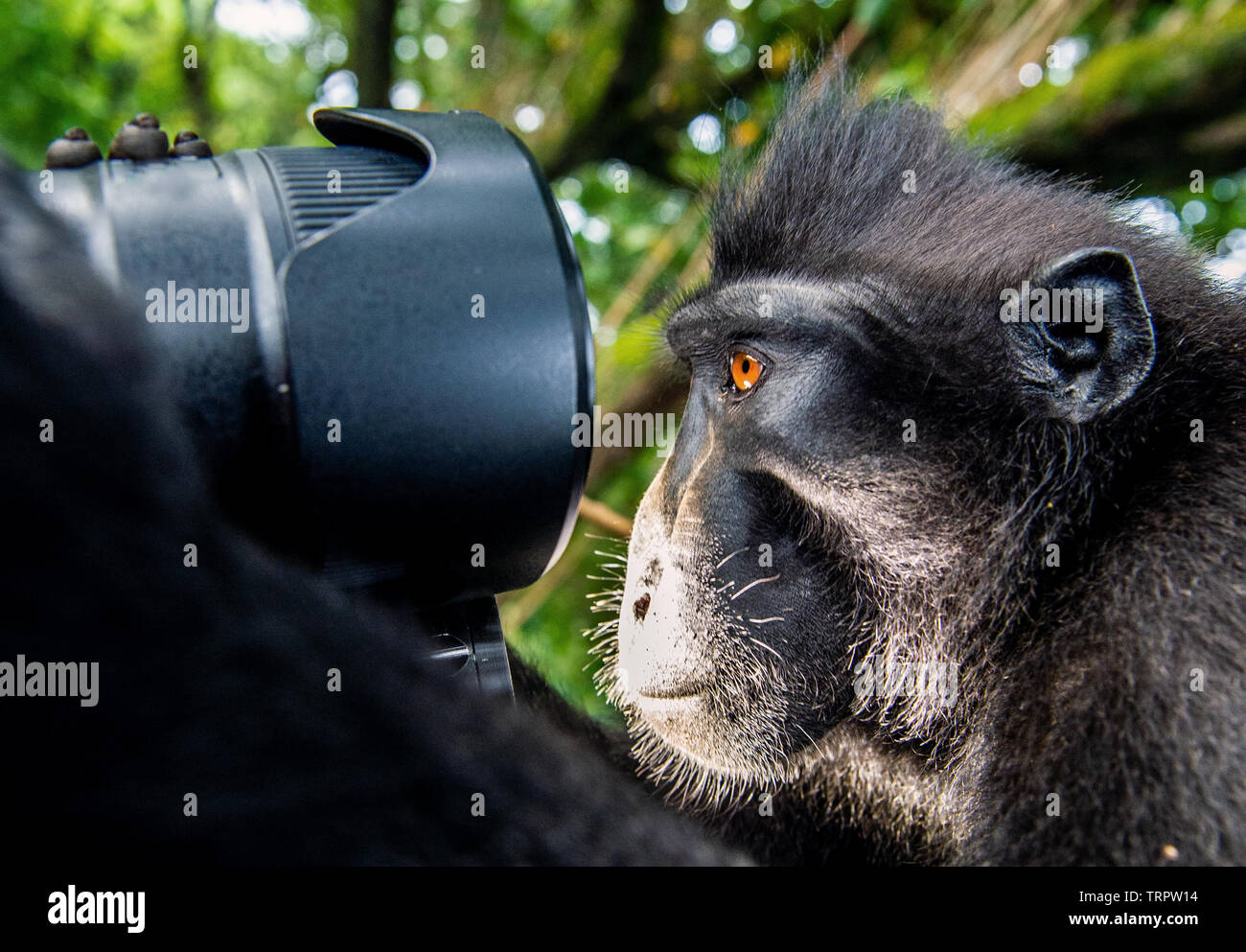 Affe schaut in die Linse. Der Celebes crested Makaken. Crested schwarzen Makaken, Sulawesi crested Makaken, oder den schwarzen Affen. Natürlicher Lebensraum. Sulawesi Stockfoto