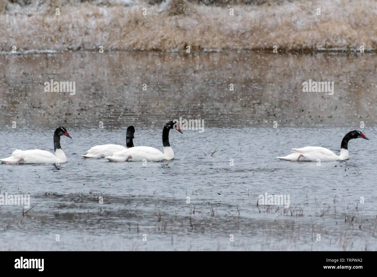 Black-necked Schwan (Cygnus melancoryphus), Torres del Paine NP, Chile Stockfoto